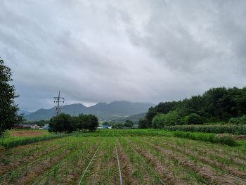 땅콩, 생강 밭