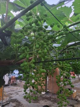 알솎이 작업 후