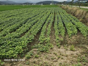 확대해 보시면 녹두가 많이 열려있는게 보입니다